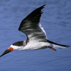 Black Skimmer
